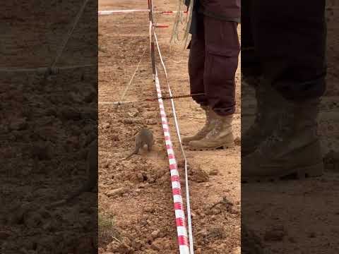 #SiemReapSummit#ICBL#MineFreeWorld