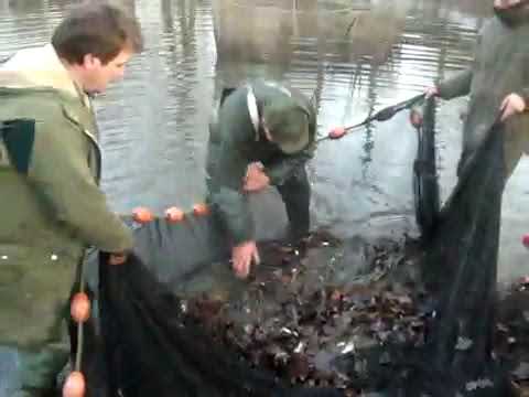 Zugnetz verschiedene Fische