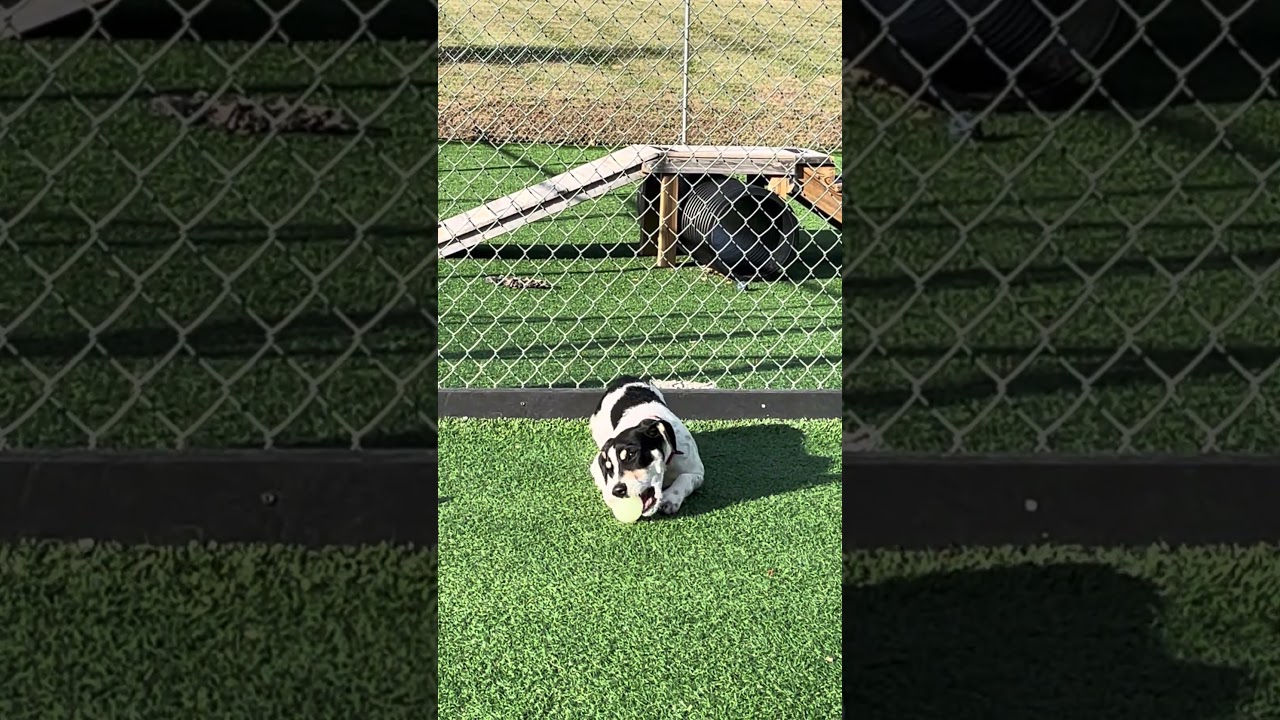Gomez, a Adoptable mixed breed in La Grange, KY video 6/6