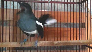 Download lagu Kacer betina memancing kacer jantan agar gacor mp3 Download lagu Kacer betina memancing kacer jantan agar gacor mp3