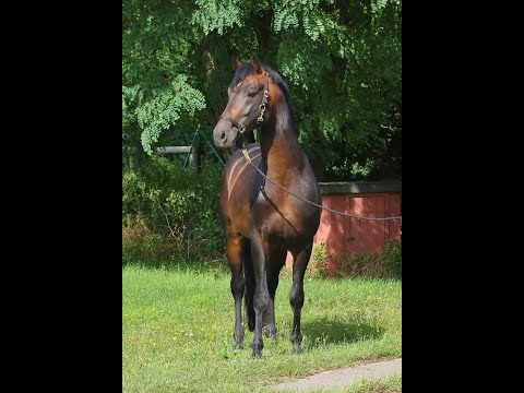 -sold- Quadriga : Young stallion by Finest out of dam line Finnländerin (Don Schufro)
