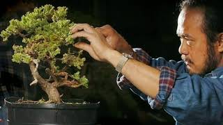 Download lagu Master Bonsai Robert Steven and Bonsai mp3