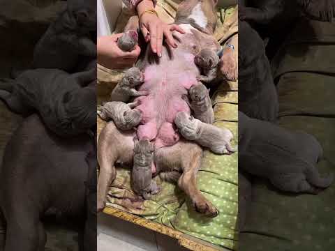 Bully Dog Breed #viral #shorts #trending