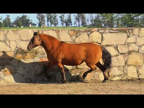 LOTE 32 Orquestra da Cabanha Santa Fe