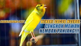 Download lagu SUARA BURUNG |227| Kenari GACOR PANJANG INI Cocok untuk Masteran KENARI PAUD dan Kenari Macet BUNYI mp3