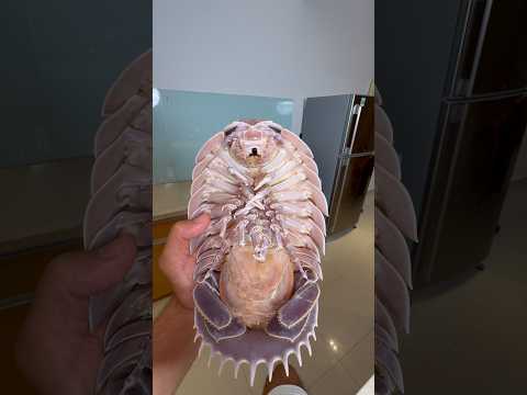 I Cooked A Baby Isopod