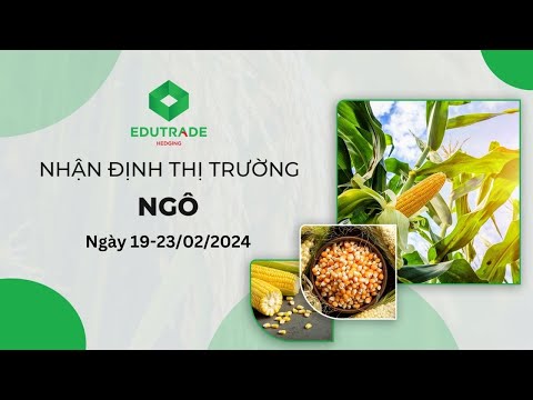 Nhận Định Thị Trường - Ngô (Ngày 19 - 23/02/2024)