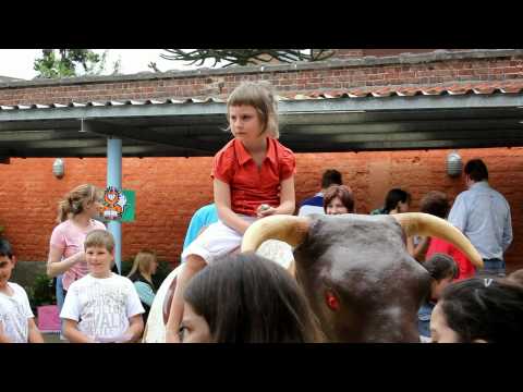 Stier 2010 Gentbrugge