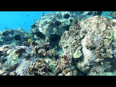 Spearfishing the Shallows - 3 Prong for Dinner and it is COLD - Big Island of Hawaii