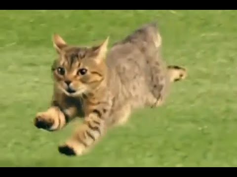 World fastest cat in a race