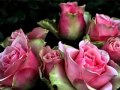 Francisco Garcia - Nothing Gonna Change My ...