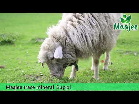 Goat And Sheep Feed Supplement