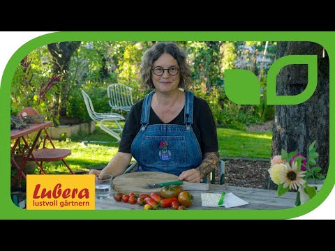 Tomatensamen gewinnen: 2 einfache Methoden mit Anleitungen 🍅