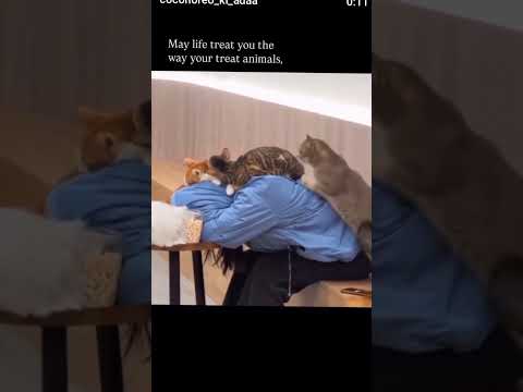 #cat #islamicstatus #cute