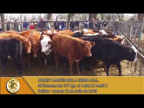 12-07-18 Venta de Machos - Jorge y Martin de la Serna S.R.L. - Bolivar.
