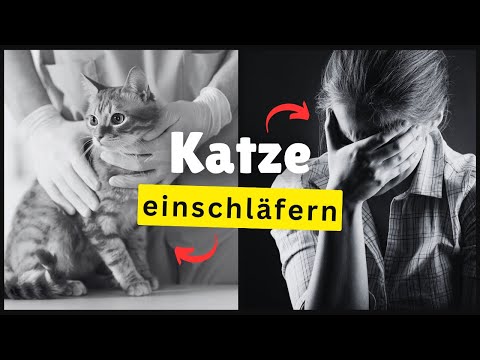 Farewell forever - When you have to put your cat to sleep 💔