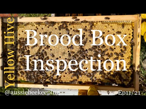 Aussie Bee Keeping- Yellow Hive Brood Inspection. 20th Sep 2021