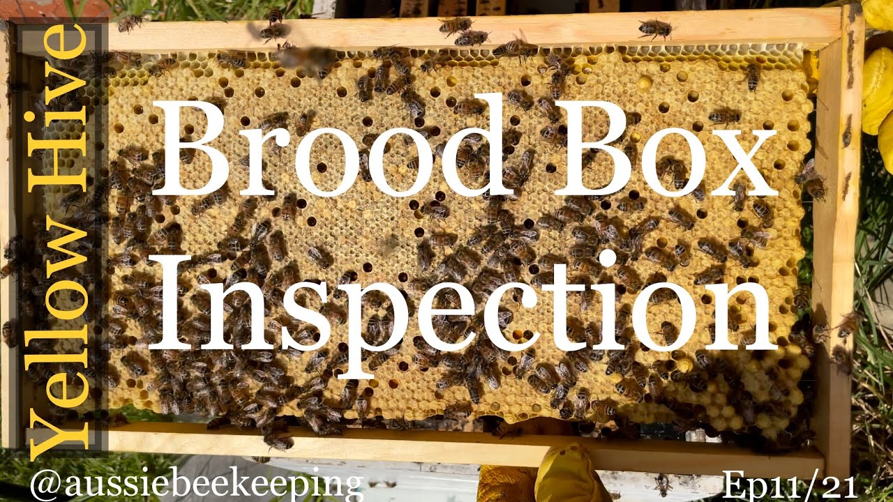 Aussie Bee Keeping- Yellow Hive Brood Inspection. 20th Sep 2021