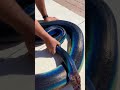 Rainbow Snake! My Love! 🌈  🐍