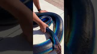 Rainbow Snake! My Love! 🌈  🐍