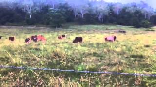 Hey Cow