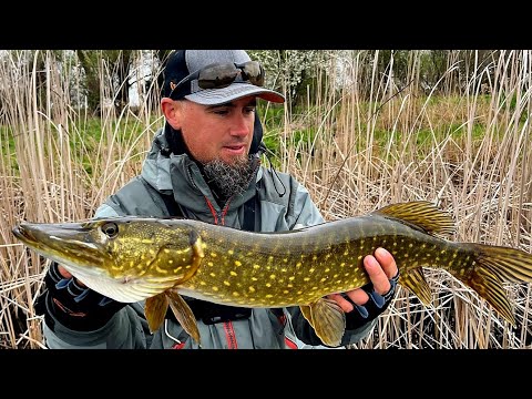 🎣 A CORNER OF HEAVEN in the DANUBE DELTA - DOZENS of PIKE in a TWO-DAY FISHING GAME