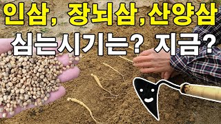 인삼모종 산양삼씨앗 장뇌삼씨앗 언제옮겨심어야 할까? 싹은 언제날까? - 묘삼