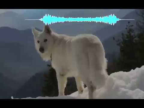 Michael Milov - Tribute (Extended)