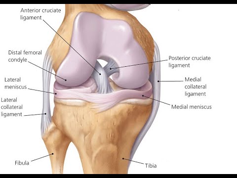 Two Minutes of Anatomy: Anterior Cruciate Ligament (ACL)