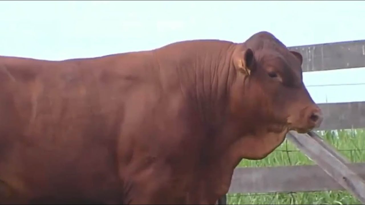 Senepol é garantia de carne de primeira qualidade