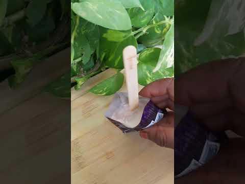 shots Mini ice-cream #youtube shorts #prasanna's kitchen