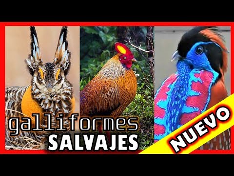 , title : 'RAZAS DE GALLOS SALVAJES - galliformes y gallinas salvajes 💛❤️😍'