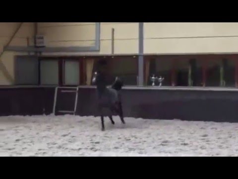 Arabian Horse Izan Al Cape Shanghai EA EA x Wioletta