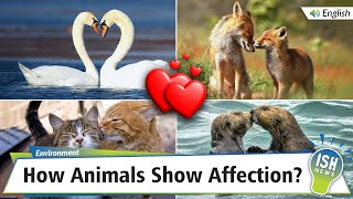 How Animals Show Affection?