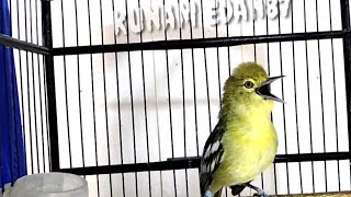 Download lagu gak pakek lama,sirtu manapun pasti akan ikut emosi dengar teriakan sirtu ini. mp3 Download lagu gak pakek lama,sirtu manapun pasti akan ikut emosi dengar teriakan sirtu ini. mp3