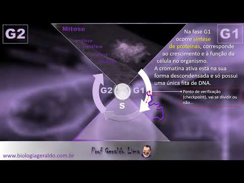 Núcleo Interfásico