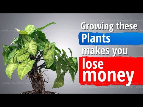 , title : 'These Plants bring Bad luck, Poverty and Negative energy in life | Vastu Shastra, Feng Shui tips'