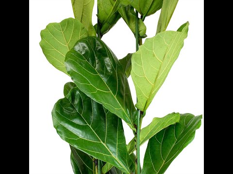 Folha Plant Shop - Ficus lyrata (Fiddle Leaf Fig)