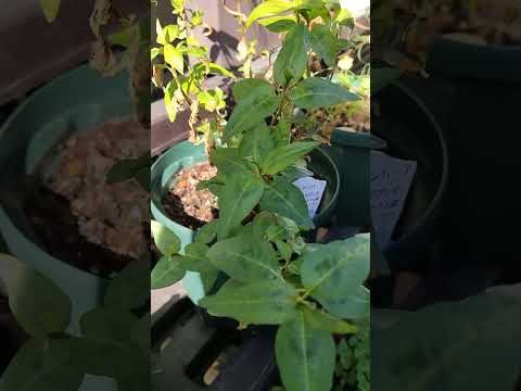 園芸 ベトナム産コリアンダー、中国バジル、ベトナム産ミント、ラウラム