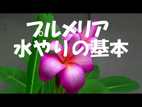 開花プルメリアの世話をする方法 剪定 冬 早春