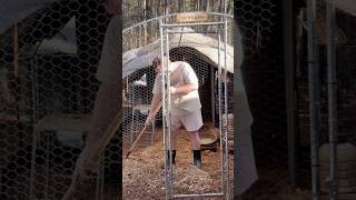 What I have learned from having #backyardchickens on a #1acre #homestead