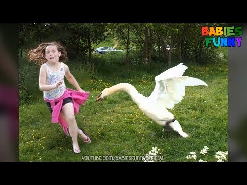 Funny Goose Chasing Kids And Attacking - Funniest Babies Videos 2019