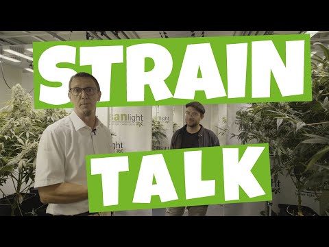Which plants does SANlight LED grow? | Strain talk with SANlight CEO Martin Anker in the plant lab