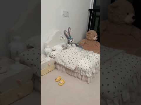 funny cats#funnyvideo #youtubeshorts #viral #subscribe #@ZunairahMoazzam