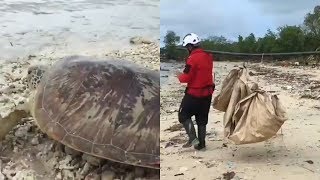 Tim SAR Temukan Penyu Terdampar saat Mencari Korban Tsunami di Selat Sunda