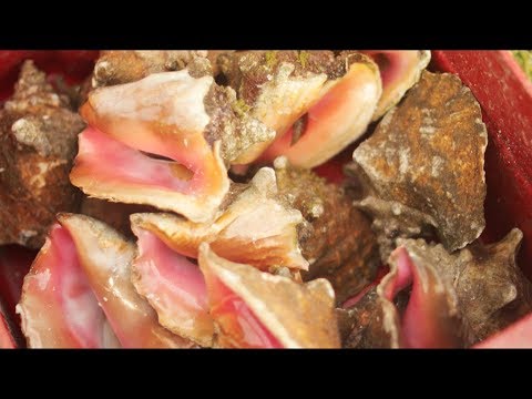 Bahamian Queen Conch: Fishers & Scientists Share Knowledge for a Sustainable Fishery