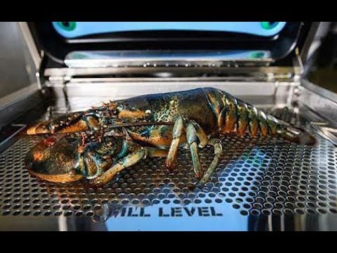 Crustastun - Committed to Humane Food Preparation