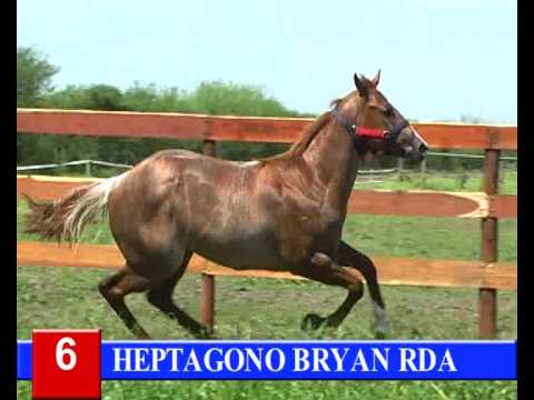 2014-GRAN REMATE HARAS RINCON DEL AGUARA - LOTE 6 - HEPTAGONO BRYAN RDA
