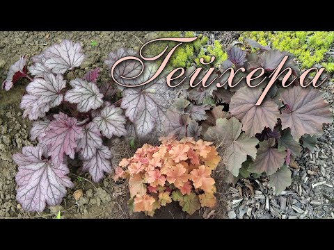 , title : 'Гейхера: особенности растения, секреты выращивания / Heuchera: plant features, growing secrets'