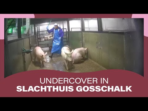 , title : 'Slacht | Varkens in Nood maakt undercoverbeelden in slachthuis Gosschalk'